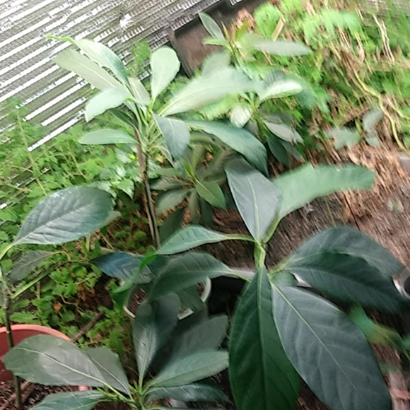 Avocado - Picture 2 of 8